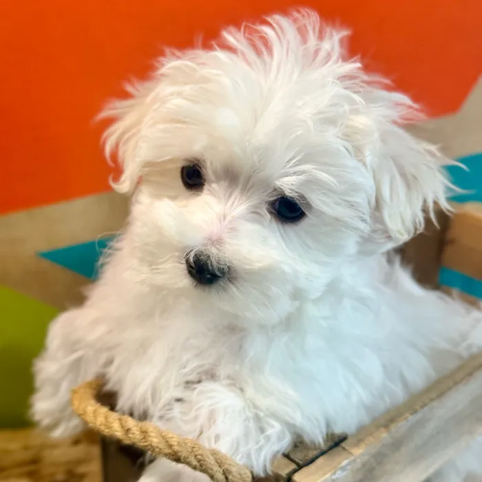 Male Maltese puppy named Marty for sale at Petland Rogers.