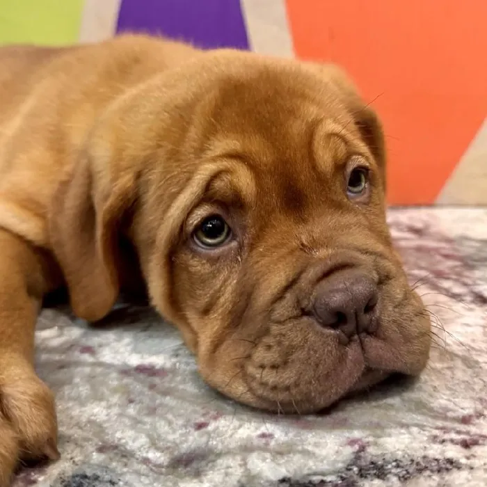 Female Dogue De Bordeaux puppy named Annie for sale at Petland Rogers.