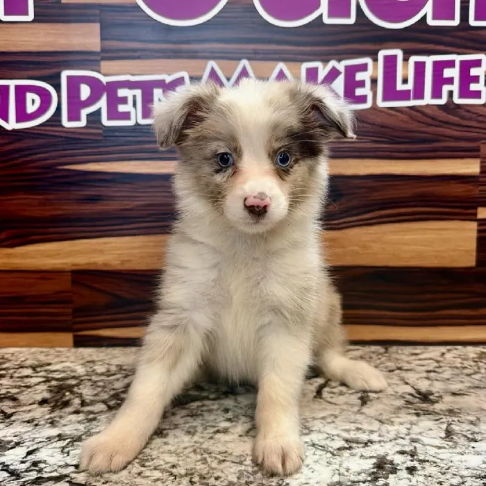 Female Mini Aussie puppy named Harley for sale at Petland Joplin.