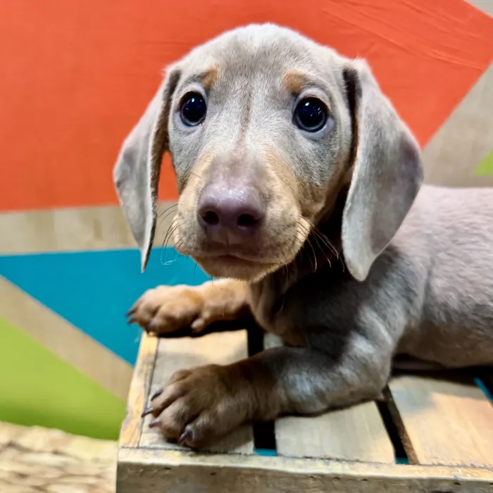 Male Dachshund puppy named Pablo for sale at Petland Fayetteville.