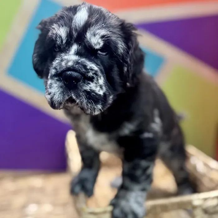 Male Mini Hippo puppy named Harry for sale at Petland Rogers.