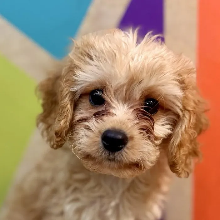 Male Cavachon puppy named Bryce for sale at Petland Rogers.