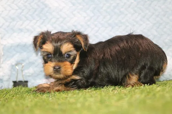 Female Yorkie puppy named Autumn for sale at Petland Wichita West.