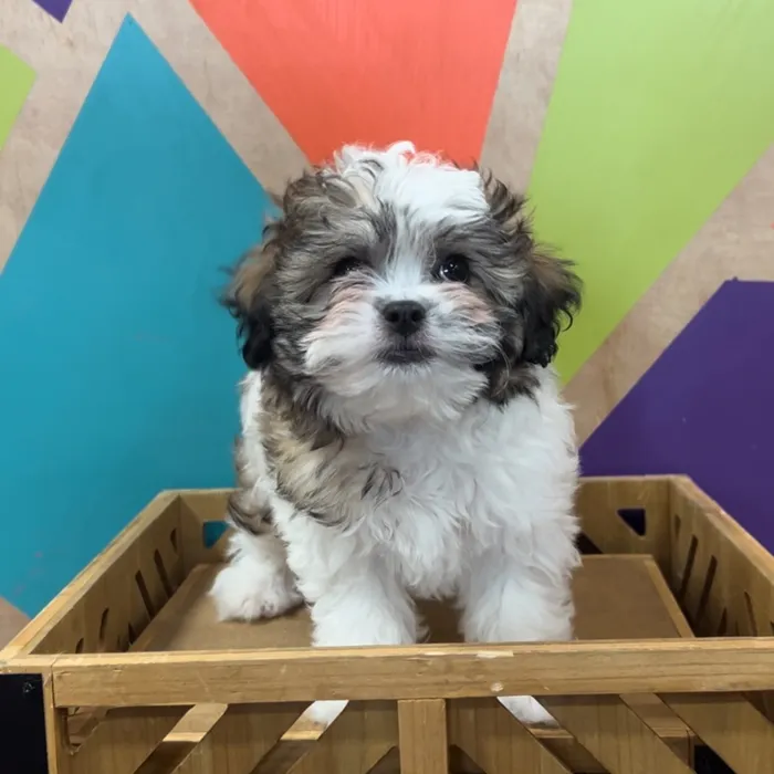Female Teddy Bear puppy named Tilly for sale at Petland Fayetteville.