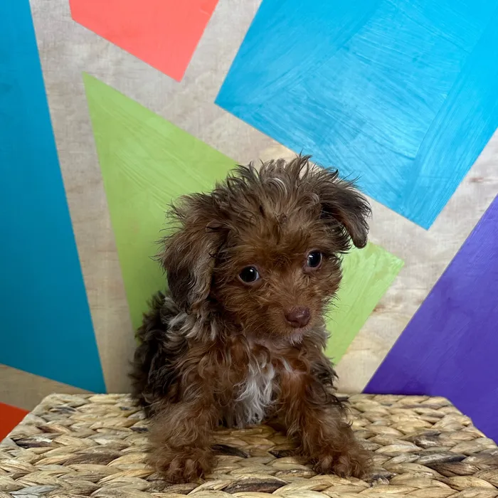 Male Yorkie-Poo puppy named Chip for sale at Petland Rogers.
