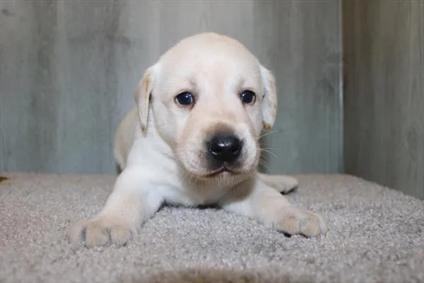 Female Labrador Retriever puppy named Hannah for sale at Petland Rogers.