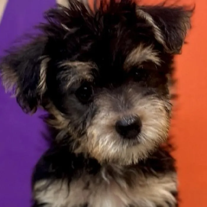 Female Morkie puppy named Helen for sale at Petland Rogers.
