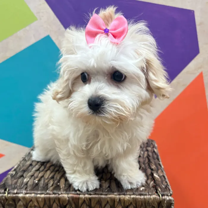 Female Maltipoo puppy named Marsha for sale at Petland Wichita West.