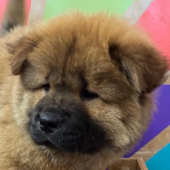 Female Chow Chow puppy named Chia for sale at Petland Joplin.
