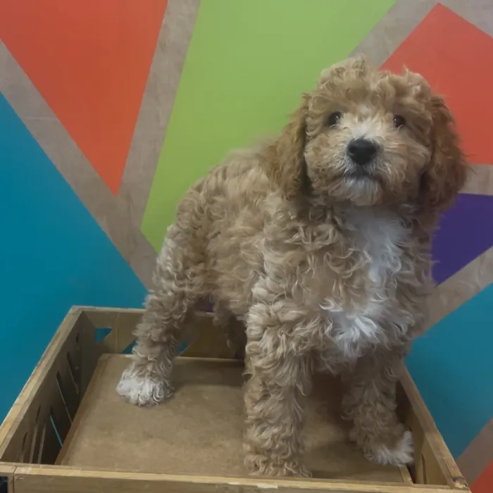 Male Bichonpoo puppy named Alf for sale at Petland Fayetteville.