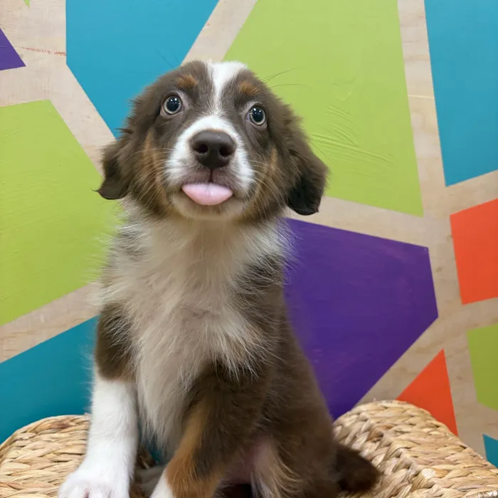 Female Mini Aussie puppy named Ally for sale at Petland Wichita West.