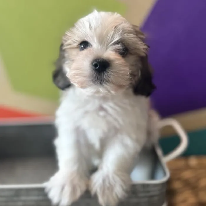 Male Teddy Bear puppy named Tinsel for sale at Petland Wichita West.