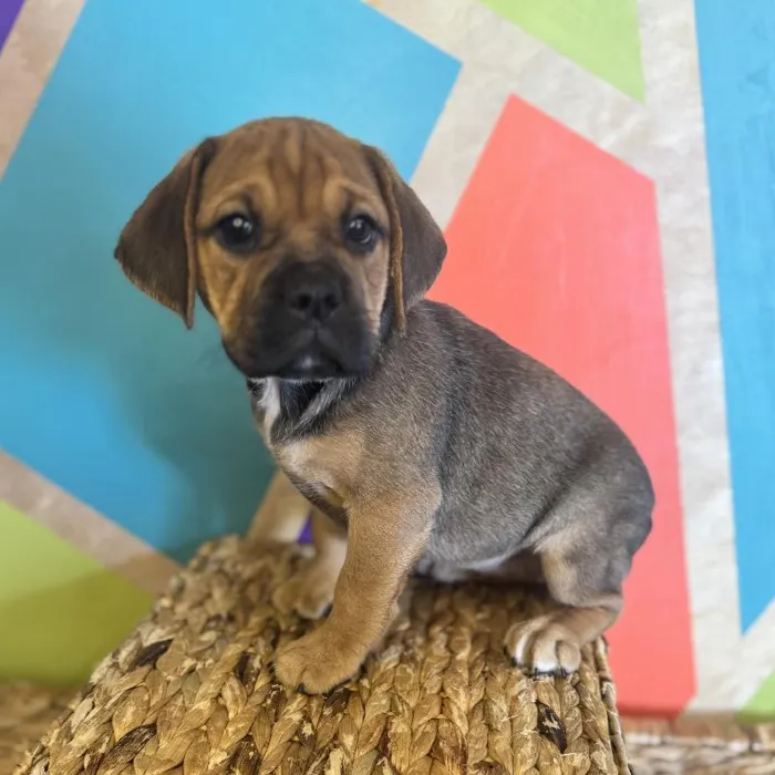 Female Mini Bulldog puppy named Latte for sale at Petland Rogers.