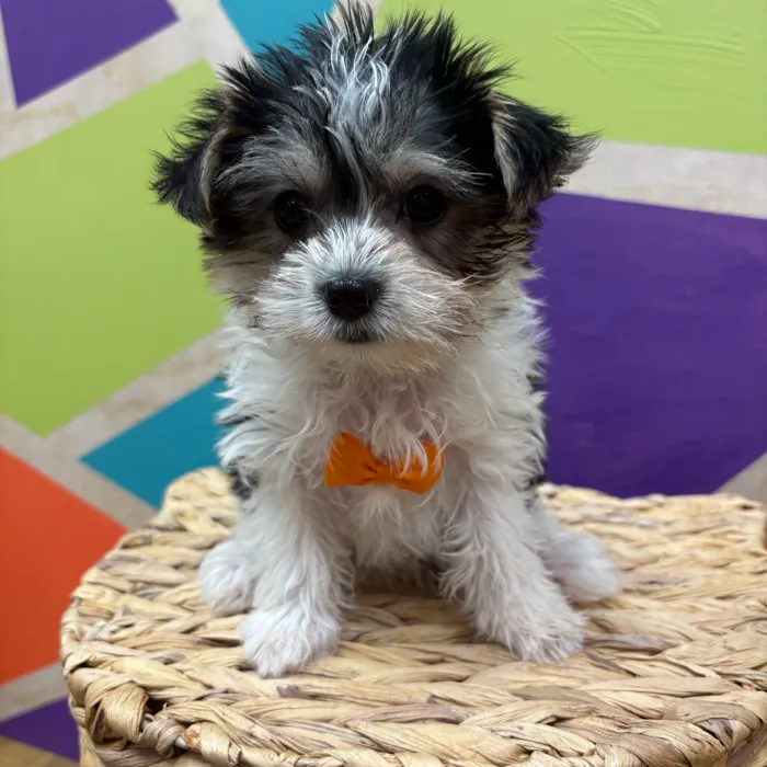 Male Biewer Yorkshire Terrier puppy named Stanley for sale at Petland Wichita West.