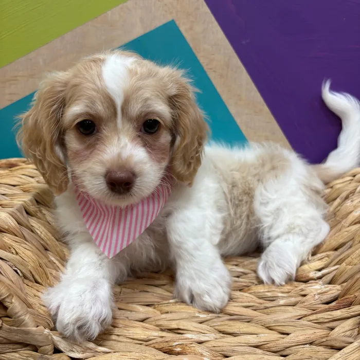 Female Shipoo puppy named Fifi for sale at Petland Wichita West.