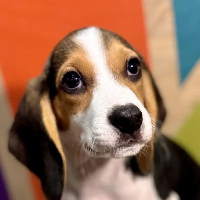 Male Beagle puppy named Bagel for sale at Petland Rogers.