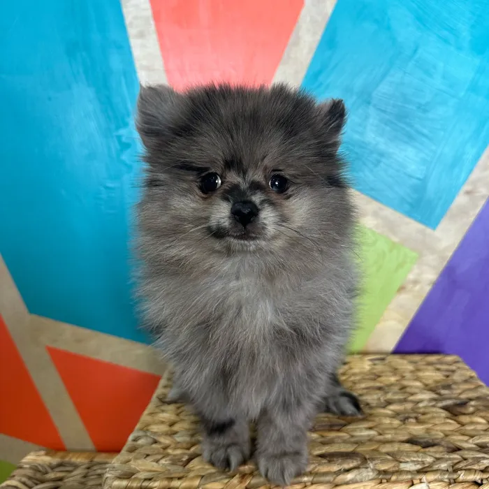 Male Pomeranian puppy named Shadow for sale at Petland Rogers.