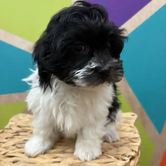 Male Havanese puppy named Javier for sale at Petland Wichita West.