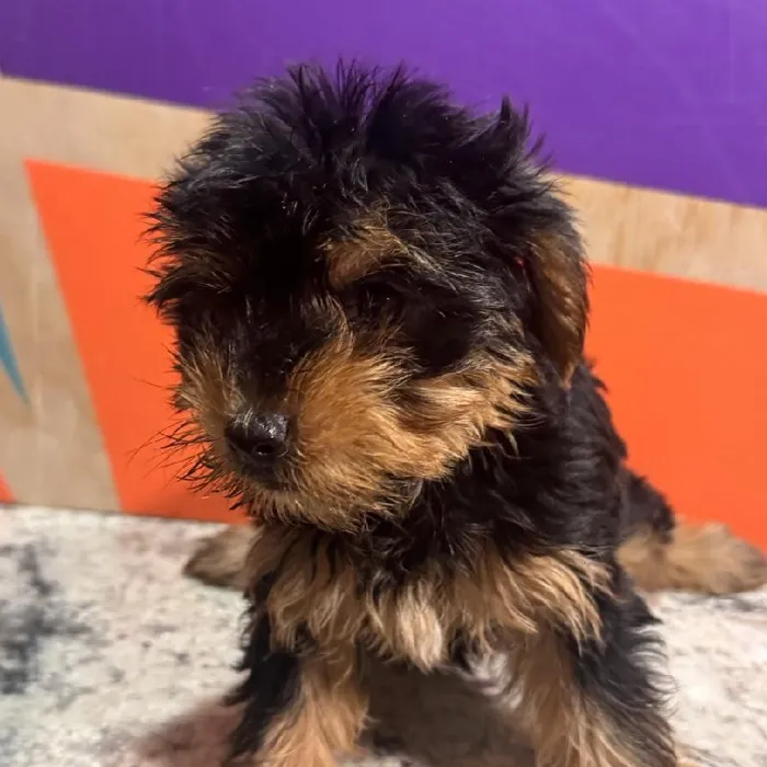 Male Yorkie puppy named Frank for sale at Petland Fayetteville.