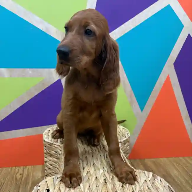 Female Irish Setter puppy named Scarlett for sale at Petland Wichita West.