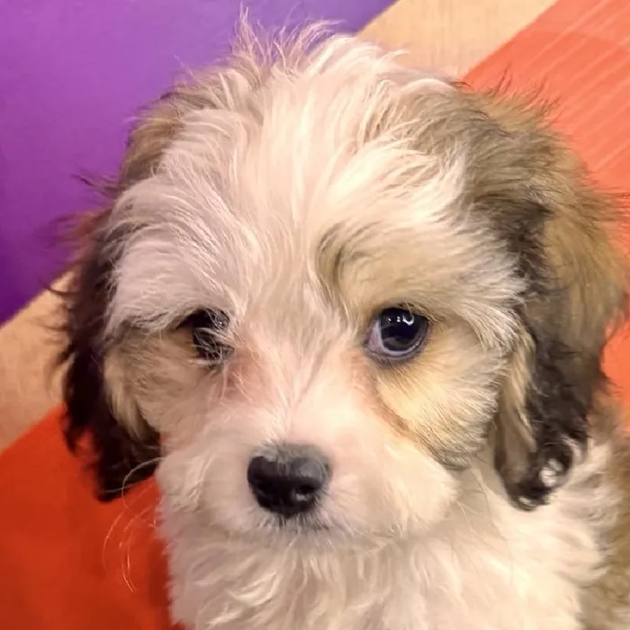 Male Cavachon puppy named Connor for sale at Petland Fayetteville.