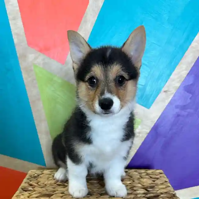 Female Pembroke Welsh Corgi puppy named Coconut for sale at Petland Rogers.