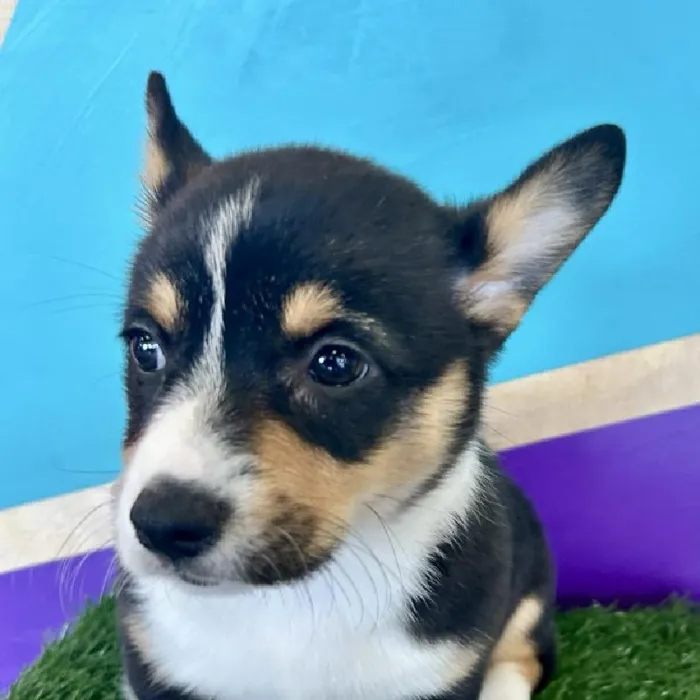 Female Pembroke Welsh Corgi puppy named Dolly for sale at Petland Fayetteville.