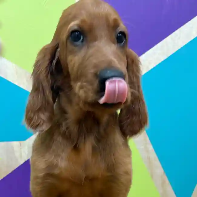 Female Irish Setter puppy named Scarlett for sale at Petland Wichita West.
