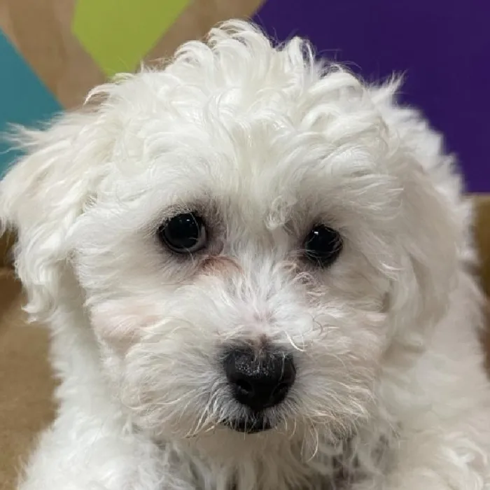 Male Bichon puppy named Echo for sale at Petland Joplin.