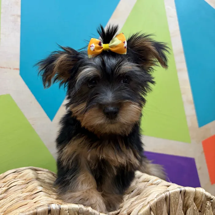 Female Silky Terrier puppy named Scarlet for sale at Petland Wichita West.