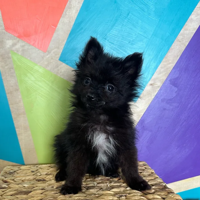 Female Pomeranian puppy named Penny for sale at Petland Rogers.