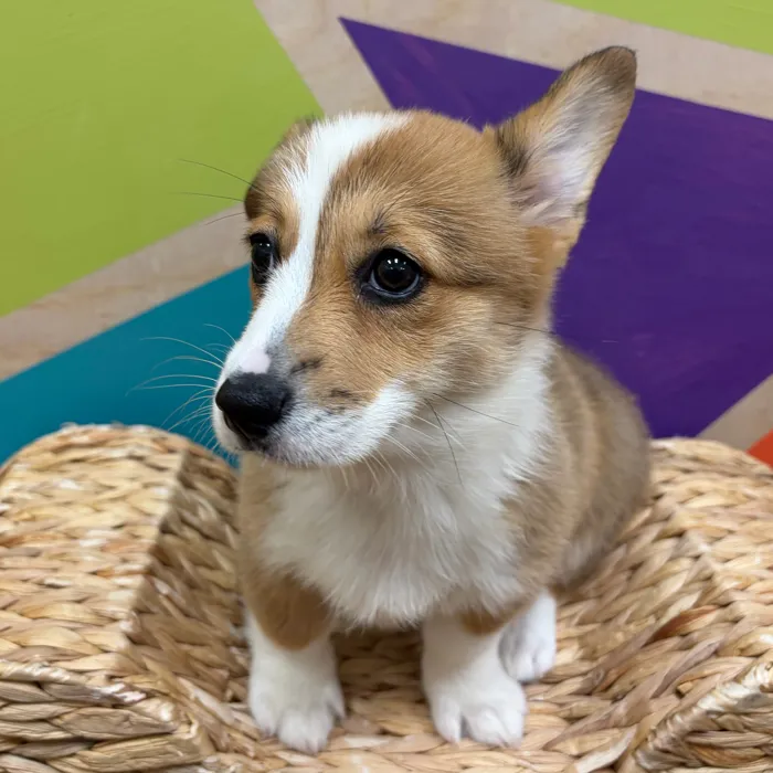 Female Pembroke Welsh Corgi puppy named Crouton for sale at Petland Wichita West.