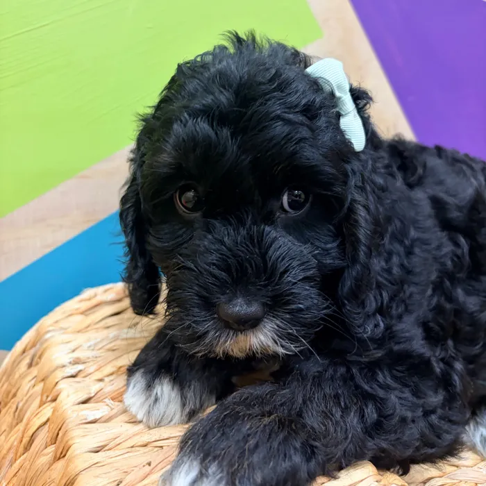 Female Cavapoo puppy named Critter for sale at Petland Wichita West.