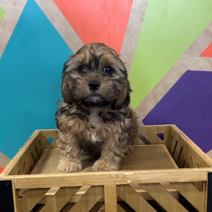 Male Cavatzu puppy named Caviar for sale at Petland Rogers.