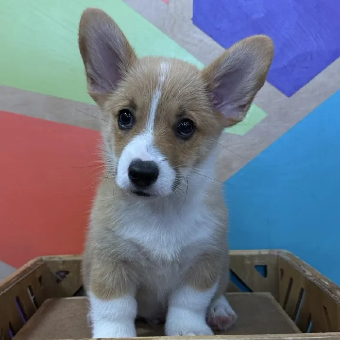 Male Pembroke Welsh Corgi puppy named Carter for sale at Petland Joplin.