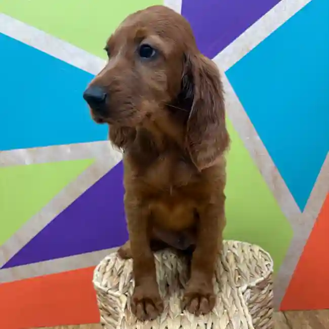 Female Irish Setter puppy named Scarlett for sale at Petland Wichita West.