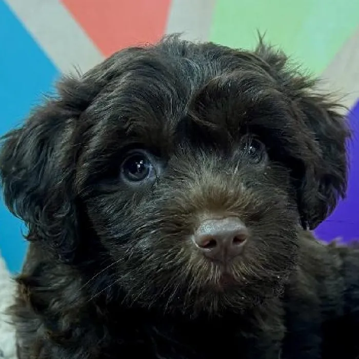 Male Schnoodle puppy named Hershey for sale at Petland Joplin.