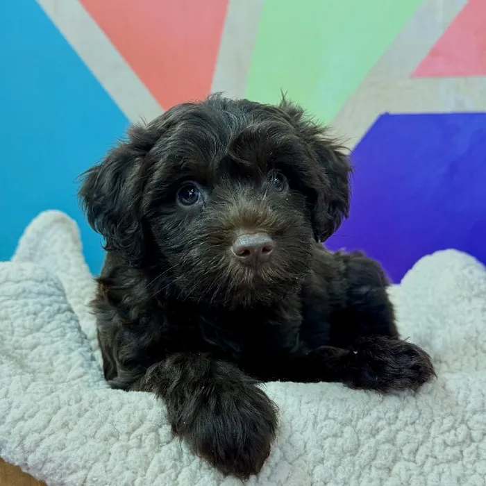 Male Schnoodle puppy named Hershey for sale at Petland Joplin.