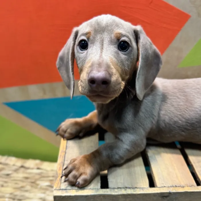 Male Dachshund puppy named Pablo for sale at Petland Fayetteville.