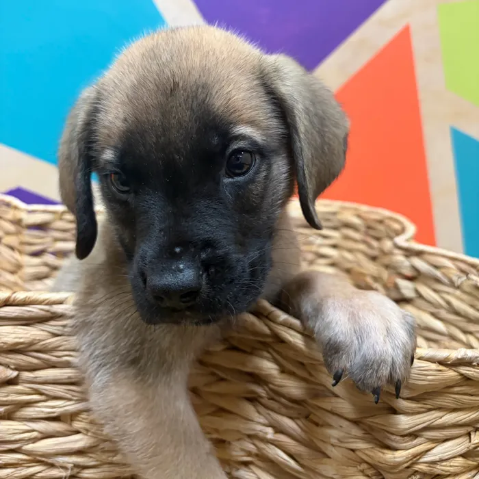 Male English Mastiff puppy named Leonard for sale at Petland Wichita West.