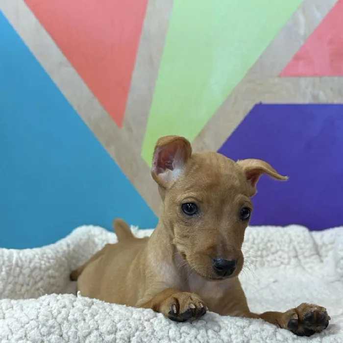 Female Min Pin puppy named Minnie Mouse for sale at Petland Joplin.