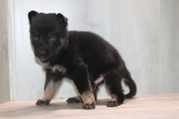 Male German Shepherd puppy for sale at Petland Joplin.