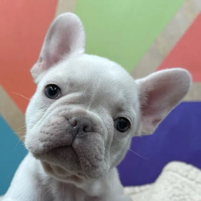 Female French Bulldog puppy named Yolanda for sale at Petland Joplin.
