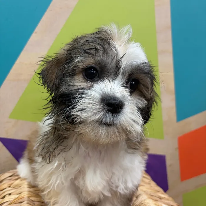 Female Teddy Bear puppy named Tanya for sale at Petland Wichita West.