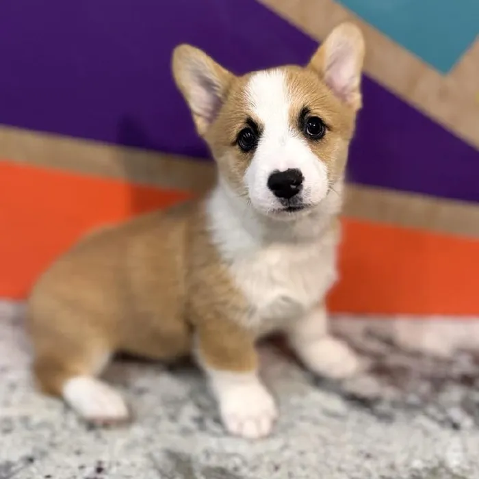 Male Pembroke Welsh Corgi puppy named Moore for sale at Petland Rogers.