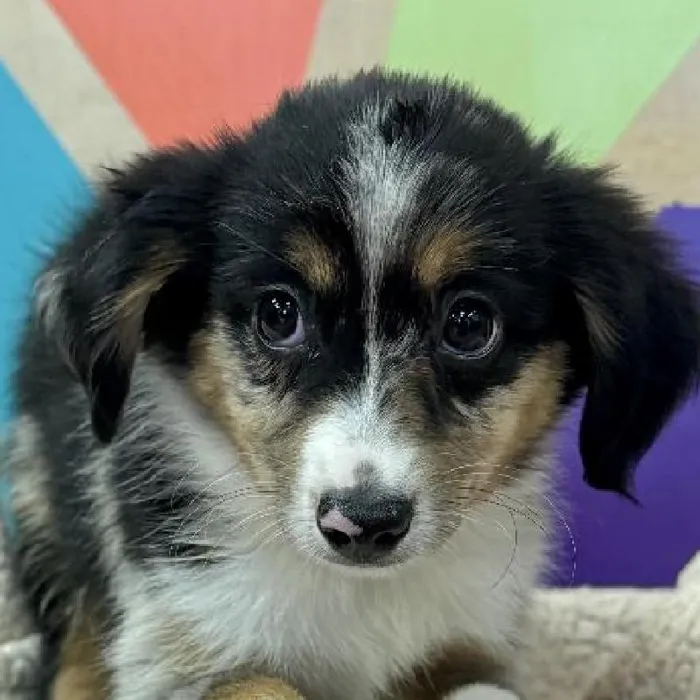 Female Mini Aussiedoodle puppy named Azalia for sale at Petland Joplin.