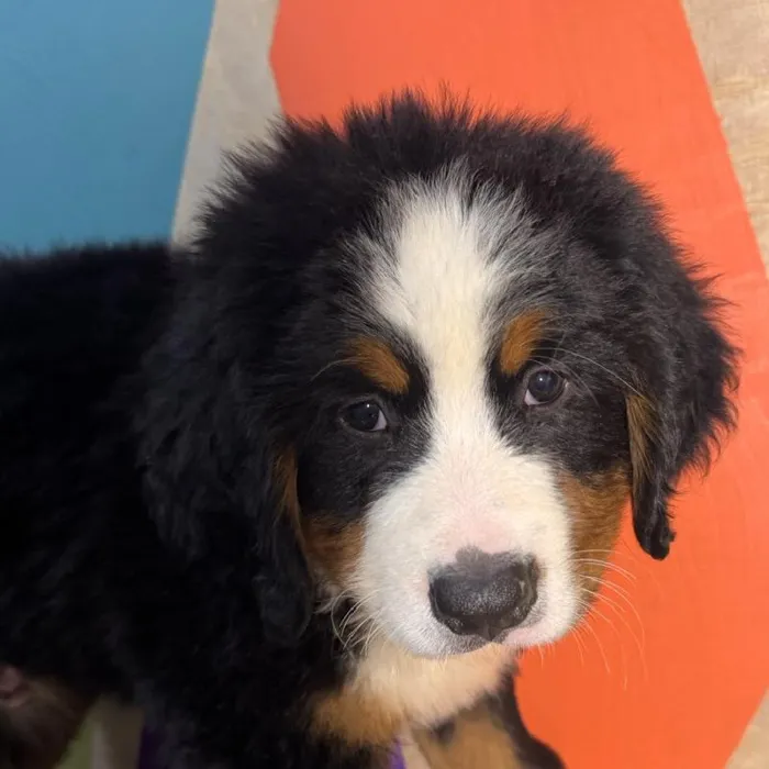 Male Bernese Mountain Dog puppy named Ozark for sale at Petland Rogers.