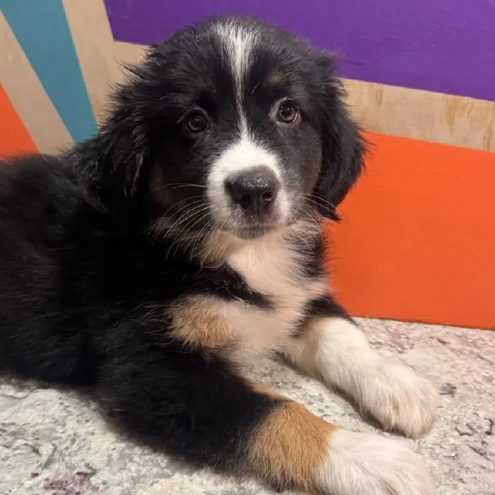 Female Mini Aussie puppy named Ann for sale at Petland Fayetteville.
