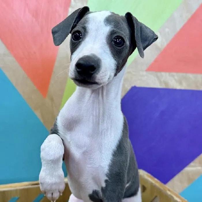 Male Italian Greyhound puppy named Thomas for sale at Petland Joplin.