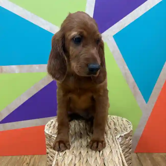 Female Irish Setter puppy named Scarlett for sale at Petland Wichita West.